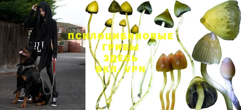 Псилоцибиновые грибы Magic Shrooms Богородицк